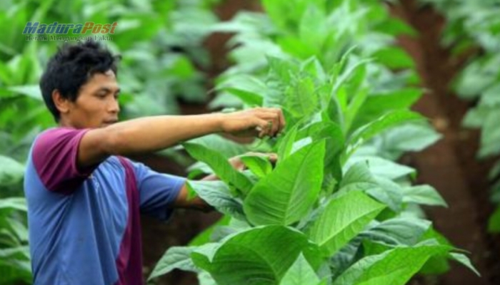 Pengusaha Rokok Lokal Dorong Perekonomian Warga, Petani dan Buruh Merasakan Dampak Positif