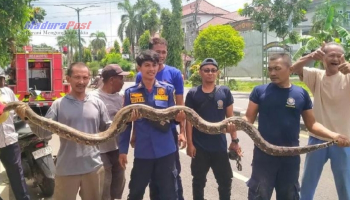 Damkar Sumenep Evakuasi Ular Piton Raksasa di Dekat Kampus