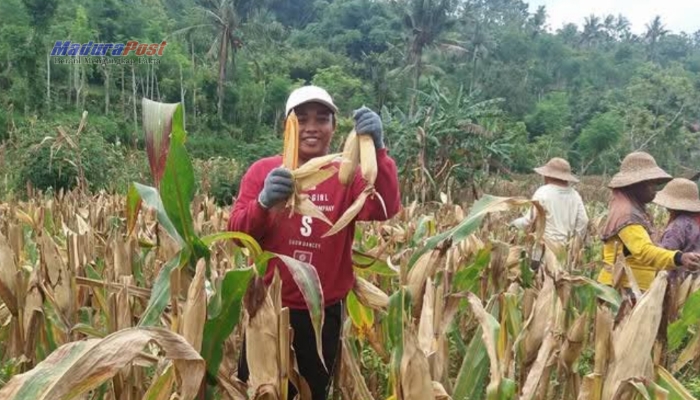 Harga Jagung Anjlok, GP3 Sumenep Minta Presiden Prabowo Perhatikan Nasib Petani
