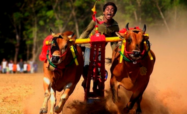 Sejarah Karapan Sapi, Balapan Penuh Gengsi yang Berakar dari Sawah Madura