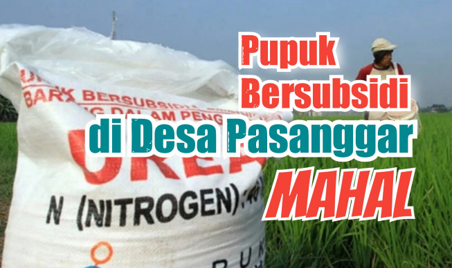 Kios di Pegantenan Jual Pupuk Bersubsidi Rp145 Per sak, Petani di Desa Pasanggar Menjerit
