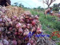 Cuaca Tak Menentu, Harga Bawang Merah di Probolinggo Meroket