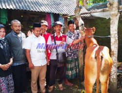 Upaya Pengembangbiakan Sapi Secara Mandiri, Tim DKPP Sumenep Lakukan Penandaan Eartag di Sejumlah Desa