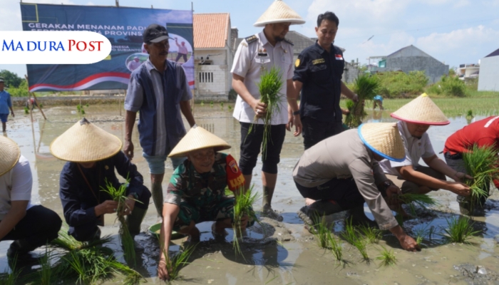 KEGIATAN. Potret DKPP Sumenep dan jajaran Forkopimda dalam giat tanam padi. (Istimewa for MaduraPost)