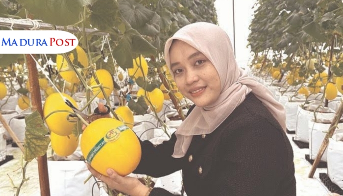 BUDIDAYA. Potret salah satu pengunjung saat memetik buah melon di Greenhouse yang dikelola oleh DKPP Sumenep. (Istimewa for MaduraPost)