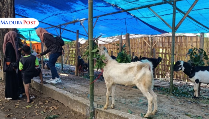 MEMILIH. Warga tengah memilih hewan kurban di salah satu lapak penjual kambing jelang Idul Adha di Kabupaten Sumenep. (Istimewa for MaduraPost)