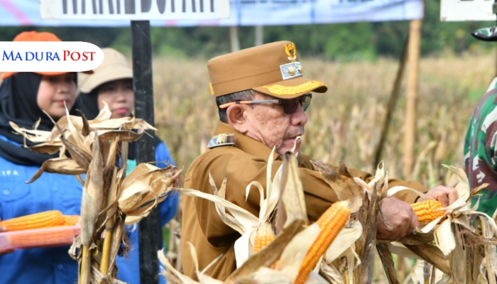 PANEN. Potret Wabup Sumenep, Imam Hasyim, saat menghadiri kegiatan Panen Raya Jagung di Desa Ellak Daya, Kecamatan Lenteng, pada Selasa (27/05/2025) lalu. (Istimewa for MaduraPost)