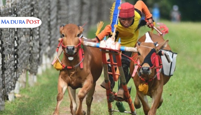 PERLOMBAAN. Potret joki muda beradu kecepatan dalam ajang Karapan Sapi di Sumenep, Jawa Timur. Perlombaan ini merupakan bagian dari tradisi budaya lokal yang juga menjadi daya tarik wisata. (Istimewa for MaduraPost)