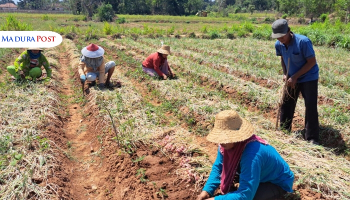 BERCOCOK TANAM. Petani di Sumenep tengah memanen hasil tanaman hortikultura di lahan pertanian setempat. (Istimewa for MaduraPost)