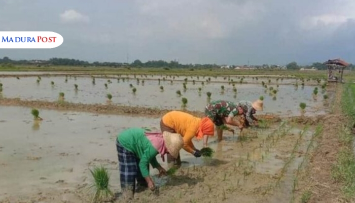 MUSIM TANAM. Petani menanam padi di lahan persawahan Sumenep sebagai bagian dari upaya mendukung ketahanan pangan daerah. (Istimewa for MaduraPost)