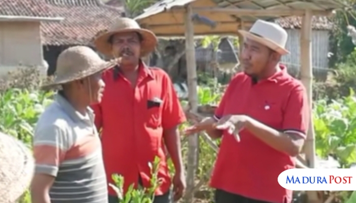 TINJAU. Bupati Sumenep Achmad Fauzi Wongsojudo berdialog dengan petani saat meninjau lahan tembakau. (Istimewa for MaduraPost)