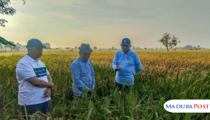 TINJAU. Bupati Sumenep Achmad Fauzi Wongsojudo bersama tim meninjau lahan uji coba padi varietas HMS 700 di Desa Parsanga, Kecamatan Kota. (Istimewa for MaduraPost)