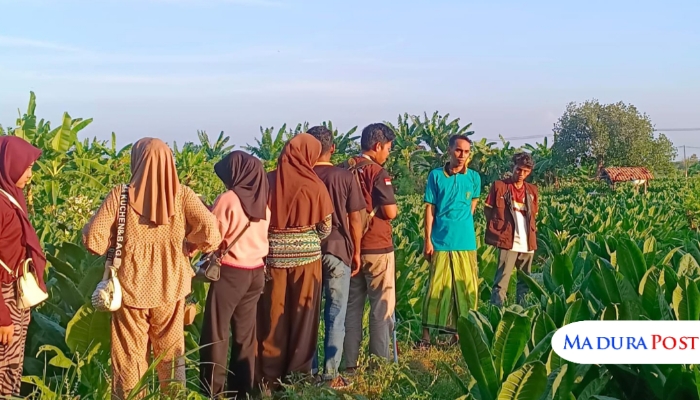 INOVASI. Mahasiswa KKN Universitas PGRI Sumenep Posko 06 bersama petani Desa Polagan saat melaksanakan simulasi penggunaan alat pemupukan di lahan pertanian. (Istimewa for MaduraPost)